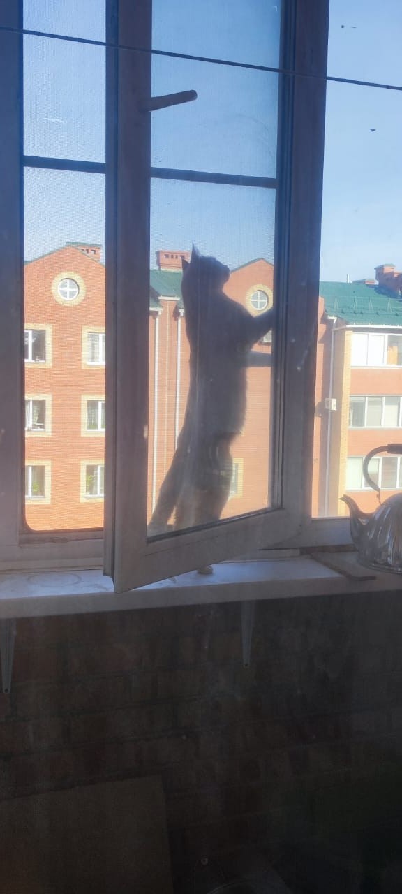 Котовторник! 16+ Коллеги-рабы, отмечаемся, у кого хозяину много лет!