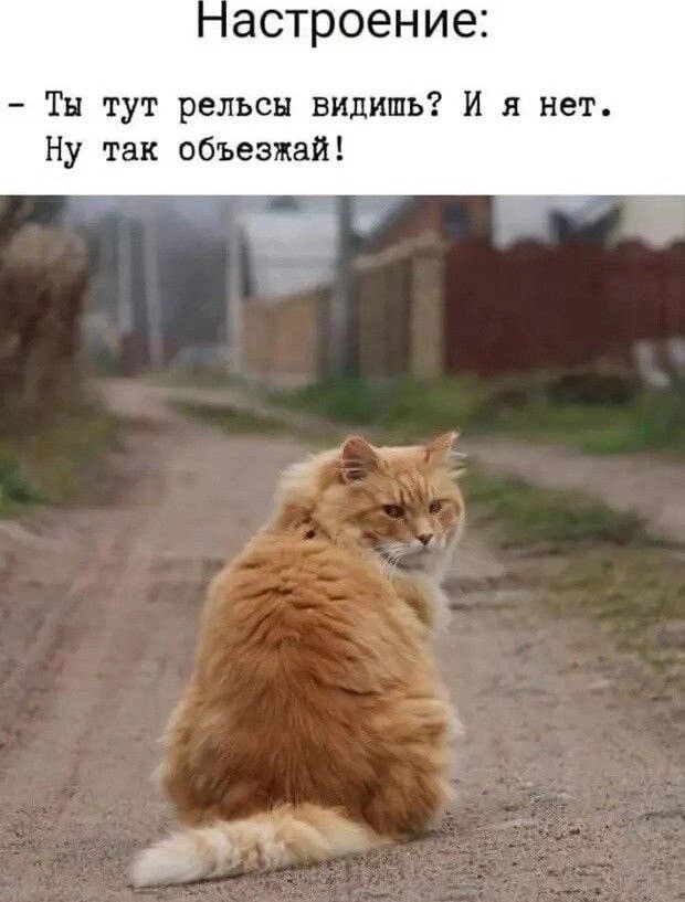 Весёлый полтишок 07.08.23