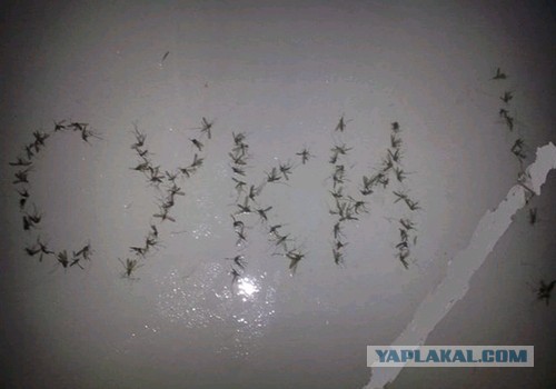 Комариный геноцид