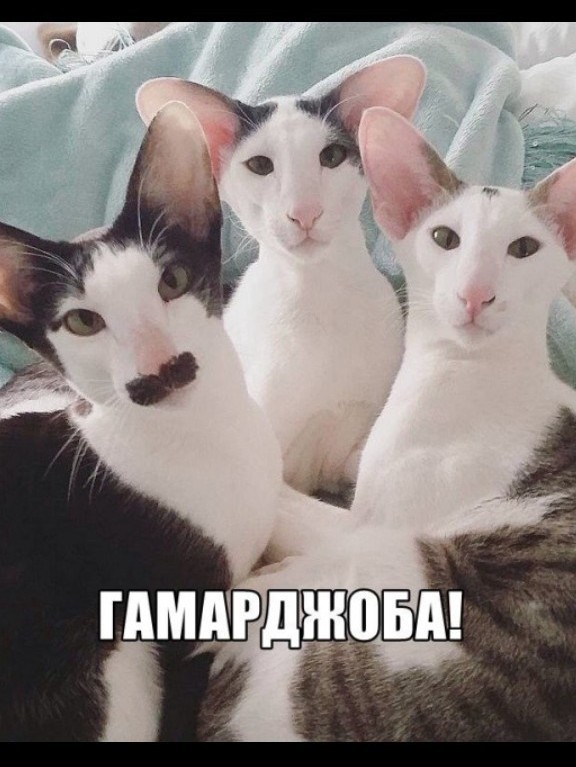 Гамарджоба
