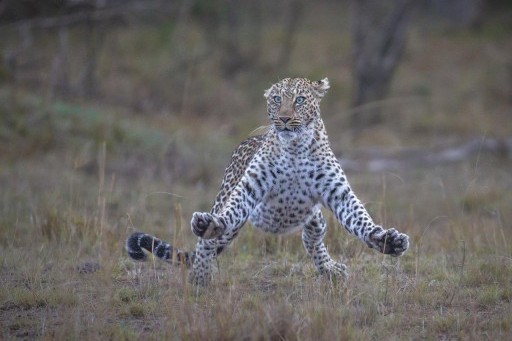 Самые смешные коты и кошки за всю историю комичного конкурса Comedy Wildlife Photography Awards