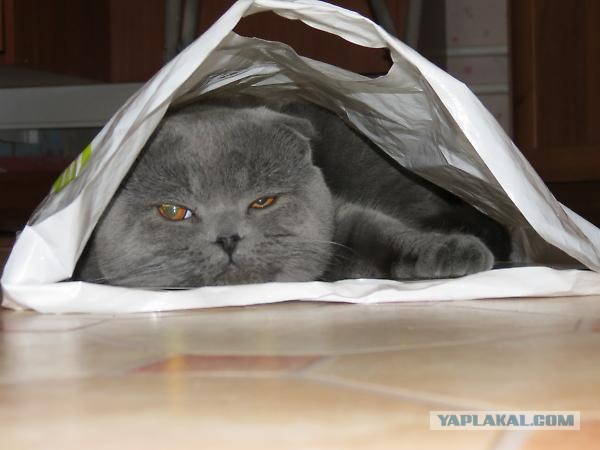 Мне два ведра кошек, пожалуйста...