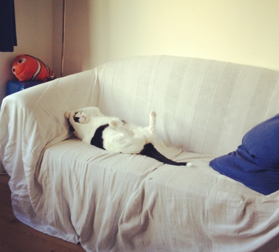 Испортили кайф котэ!