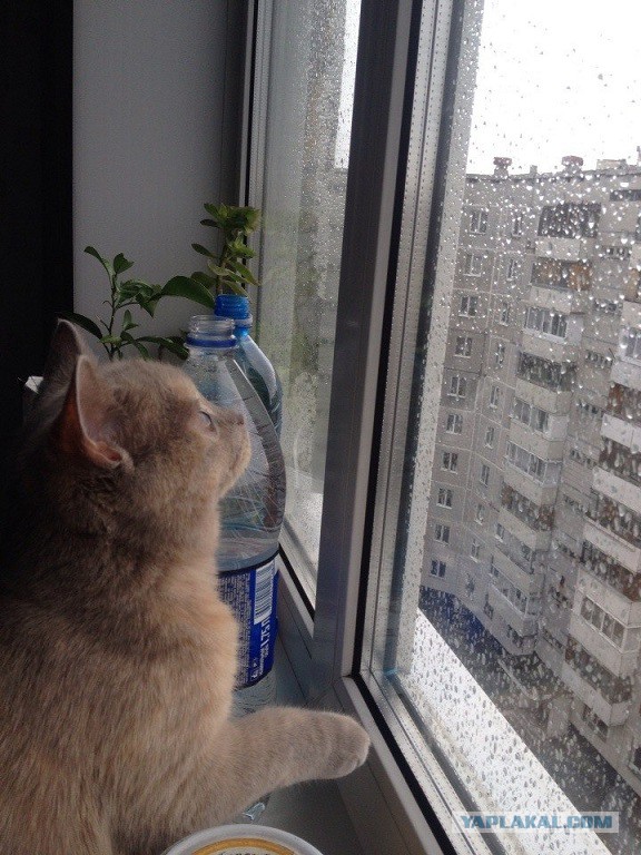 Котовторник   15.04.2014