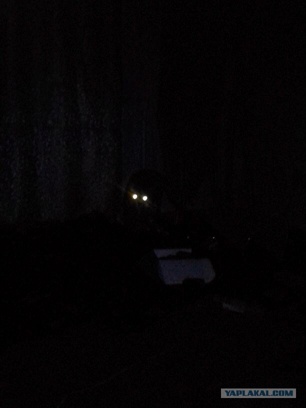 Котовторник 6.05.2014