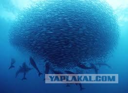 Куда пропала Сельдь Иваси?