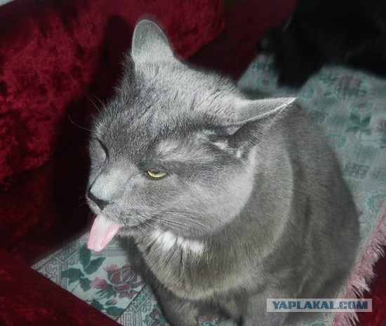 Котовторник 24.06.2014