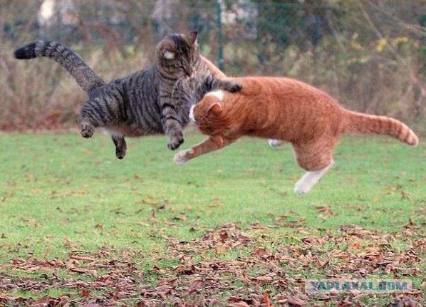 Прыгающие коты