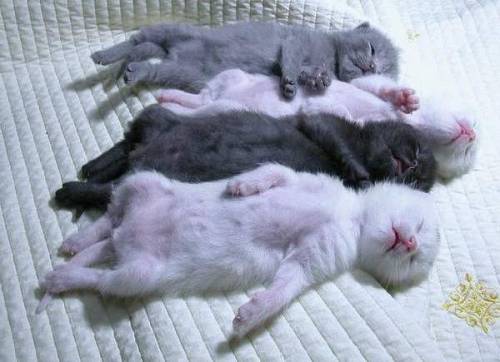 Спят усталые ...