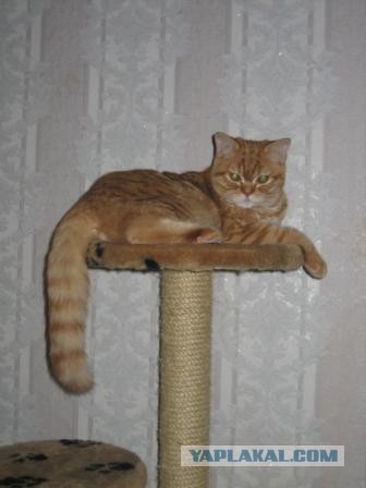 Котовторник 28.04.2015