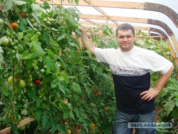 Теплица. Офисный рукожоп-3.