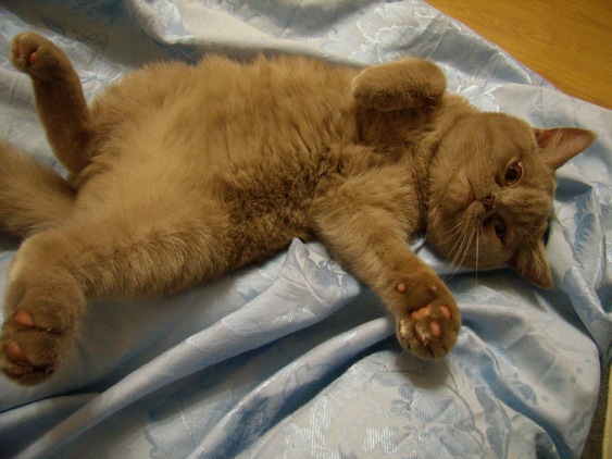 Домик для котейки