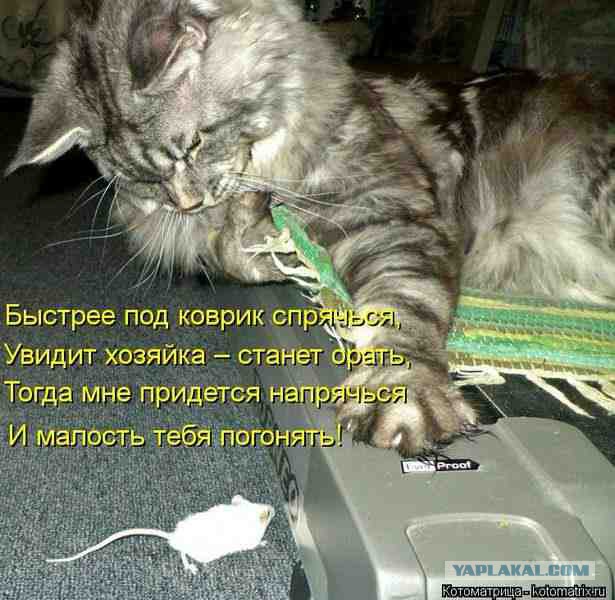 Котэподборка