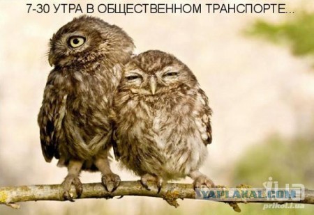 А давайте постить сов?!