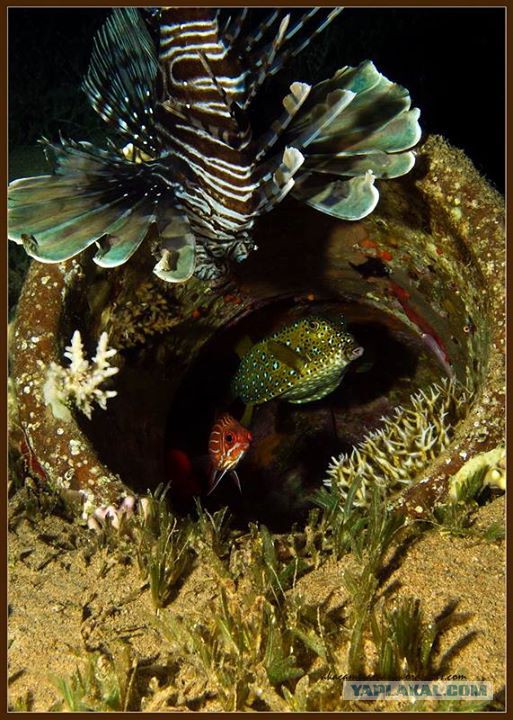 Красное море