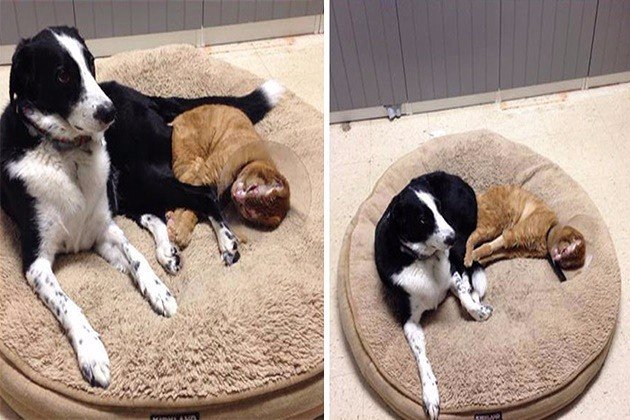История кота Рассела