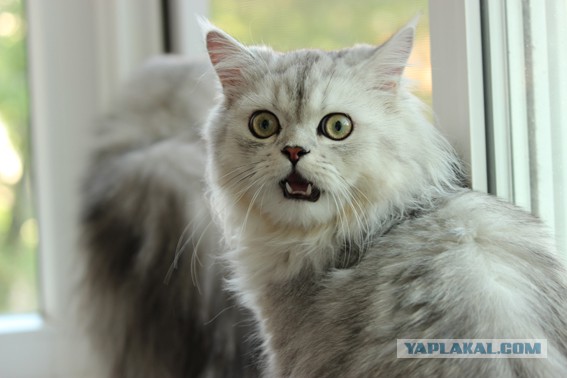 Про моего котика: нежного, злого, вредного