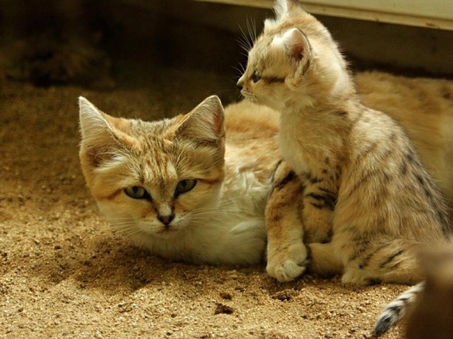 Демы к котовторнику!