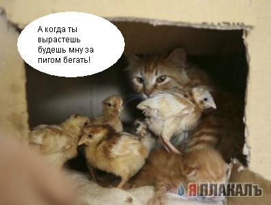 Коты, кошки, котята