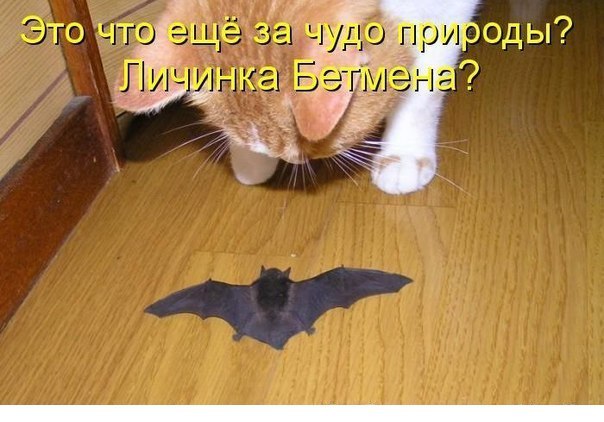 Мохнатые беспредельщики