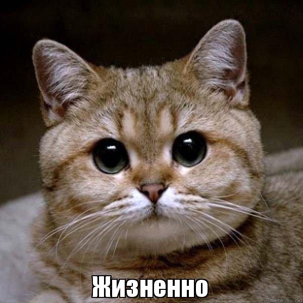 Кошек признали опаснейшими хищниками на Земле