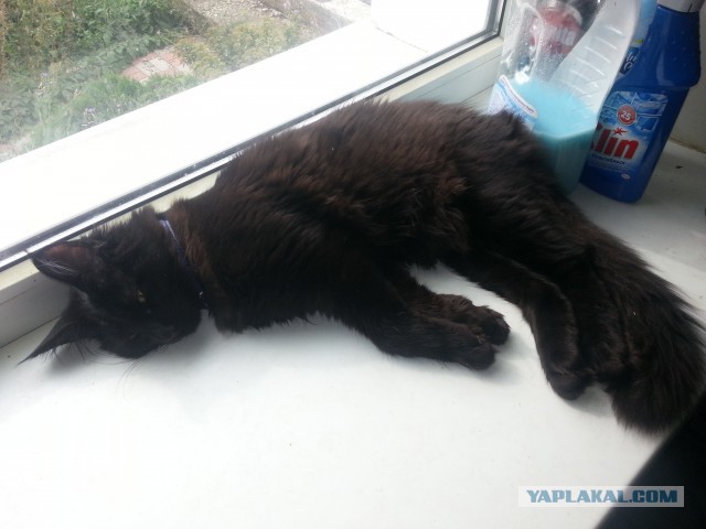 Уже лев или еще кот?