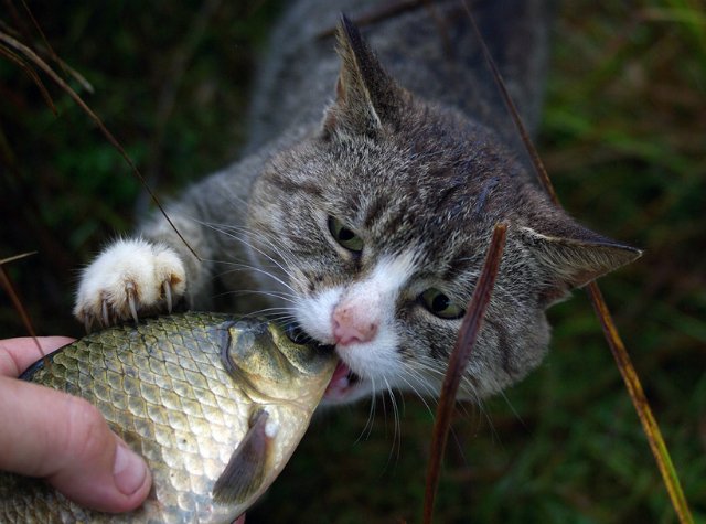 Коты из сети
