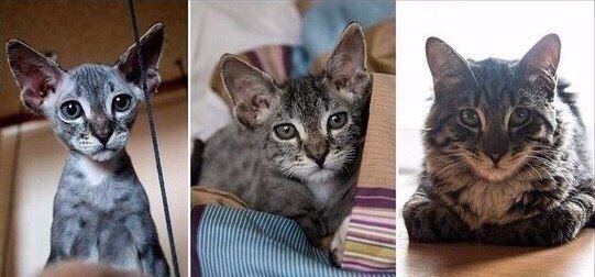 Коты из сети