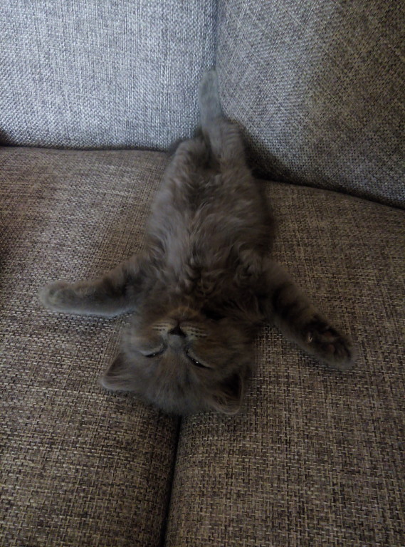 Коты и Кошки