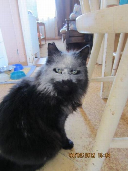 Коты и Кошки