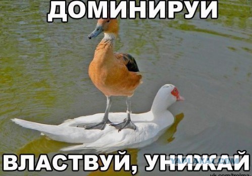 В ответку обиженным дамам.