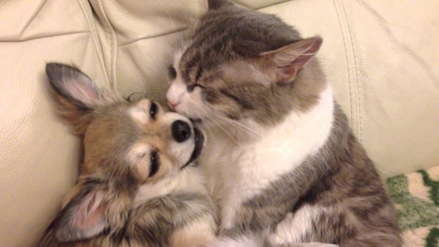 Коты и Кошки