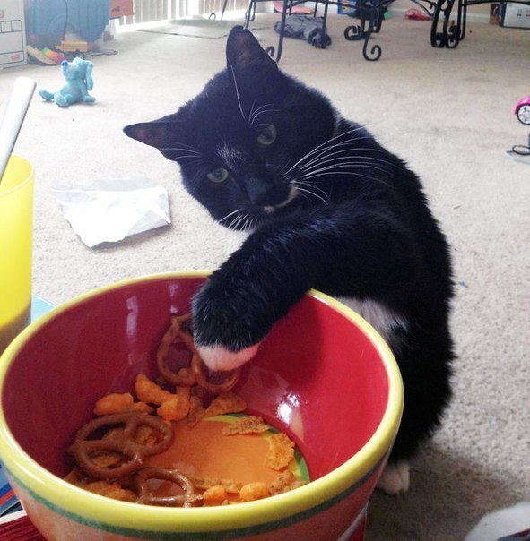 Коты и Кошки