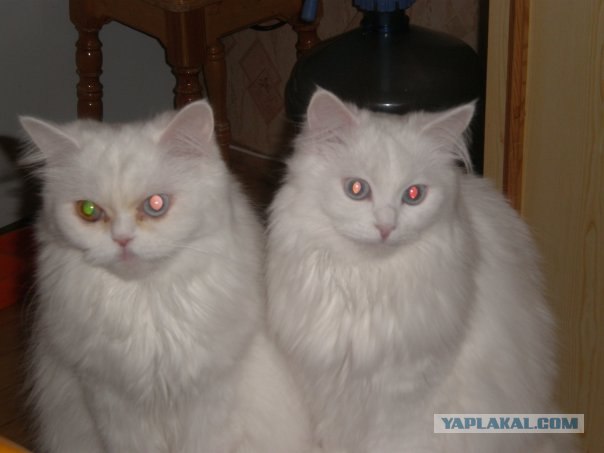 Котовторник на ЯПлакалъ (10.06.08), прикольные коты, добавляем свои!