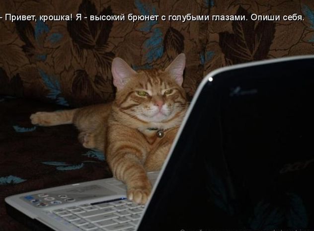 Устами котов