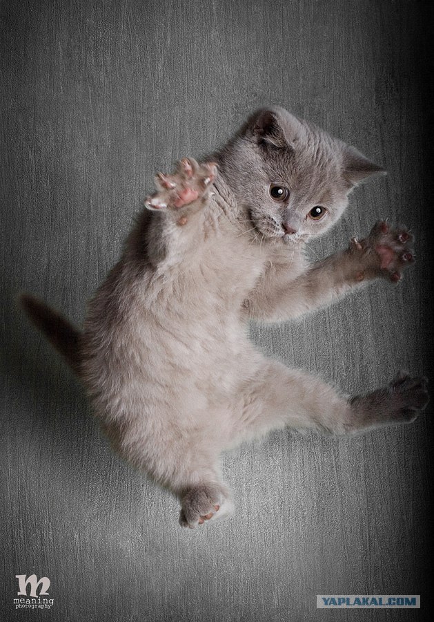 Котовторник, Весна, Цветы!