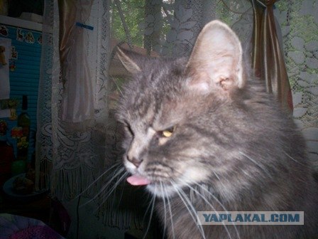 Кошачий язык