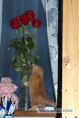 Котовторник стартует