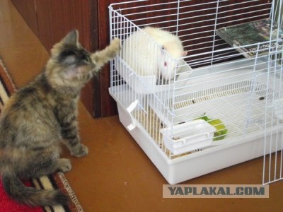 Котовторник! 08.11.11