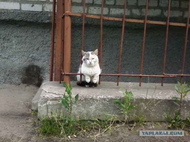 Котовторник! 13.03.2012