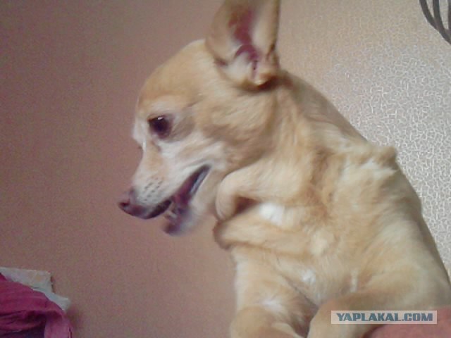 Собако-четверг 29.03.12