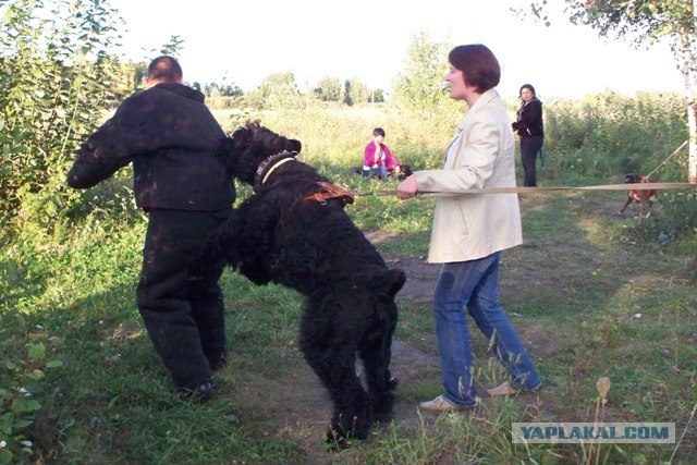 Самые большие собаки