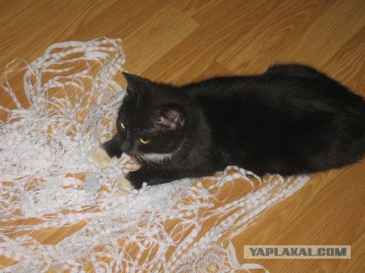 Котовторник на 26.06.12