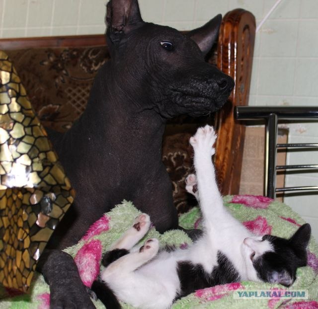 Котовторник 11.09.2012