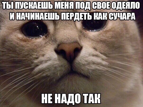 Картинки с котами и про котов