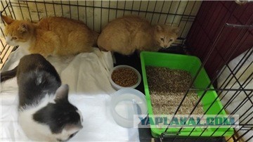 Помогите вернуть кота! Приют "Преданное сердце" украл кота и не отдает!