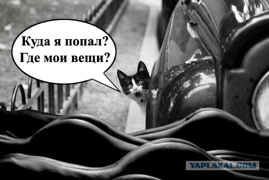 Фотожаба: Кот