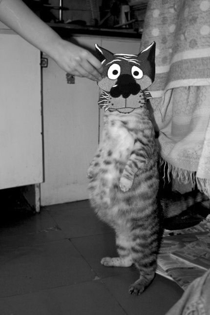 Кормим кота с рук