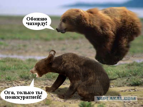 Летающий медведь