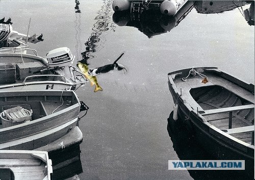 Фотожаба: Полет Барсика